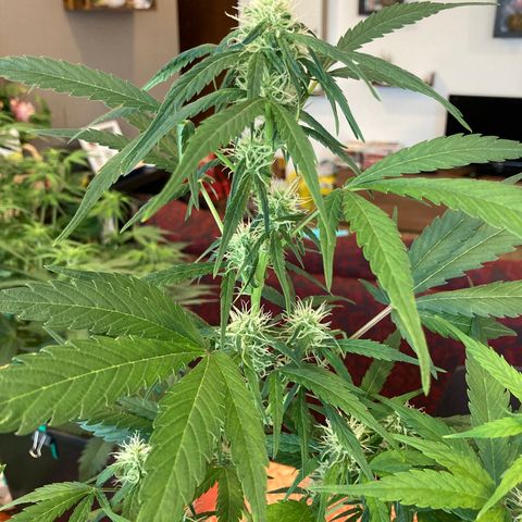 Northern Light growlog timeline photo