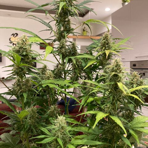 Northern Light growlog timeline photo