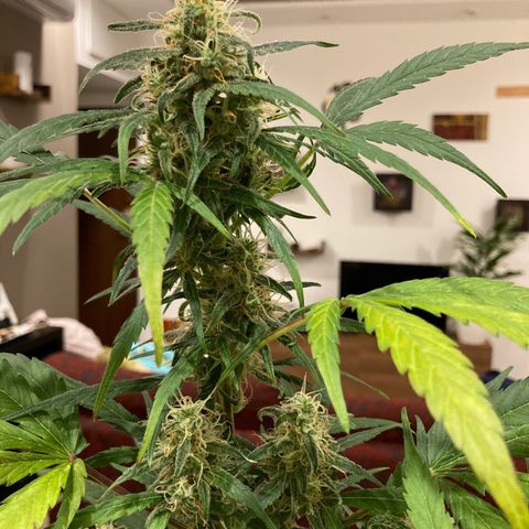 Northern Light growlog timeline photo