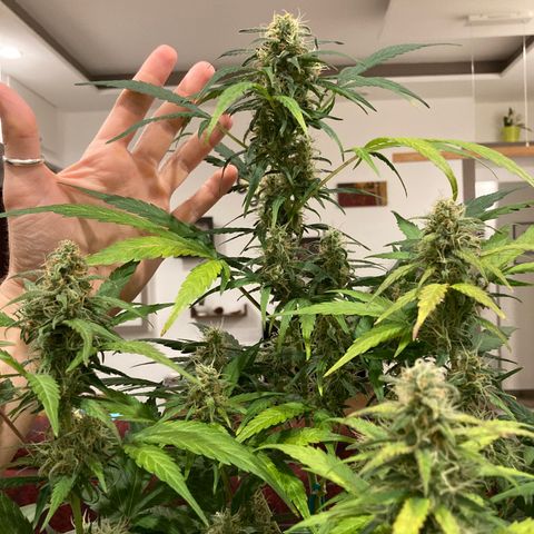 Northern Light growlog timeline photo