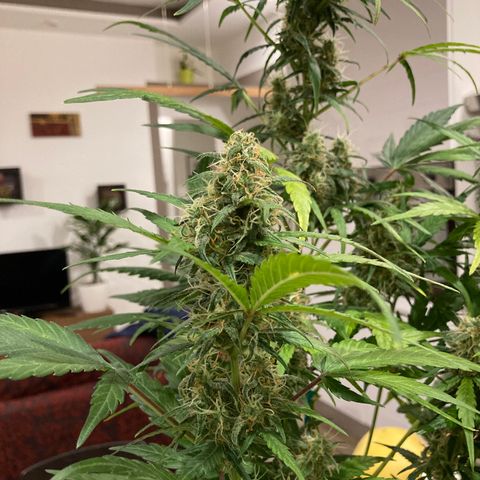 Northern Light growlog timeline photo