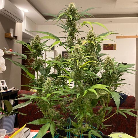 Northern Light growlog timeline photo