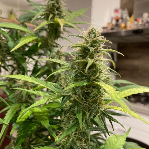 Northern Light growlog timeline photo