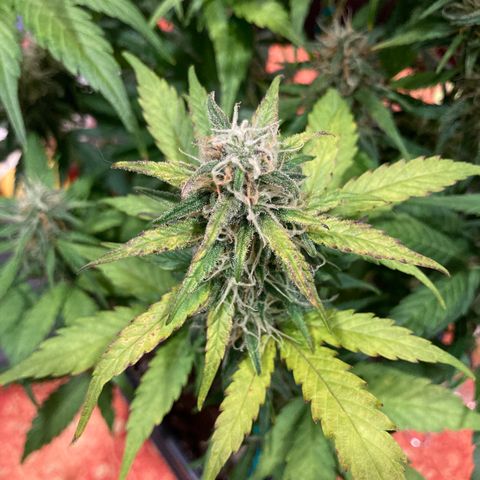 Northern Light growlog timeline photo