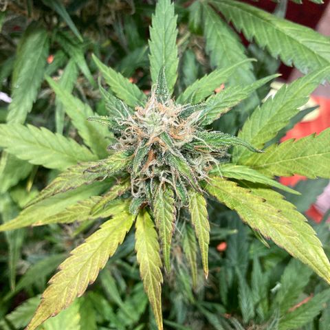 Northern Light growlog timeline photo