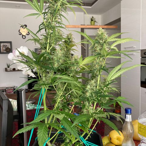 Northern Light growlog timeline photo