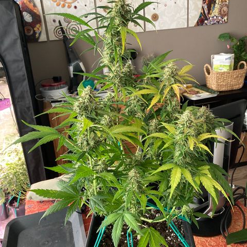 Northern Light growlog timeline photo