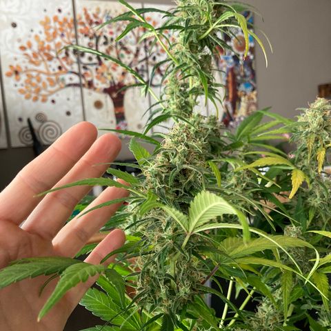 Northern Light growlog timeline photo