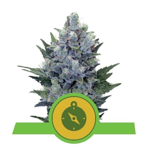 Northern Light growlog timeline photo