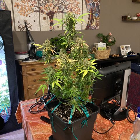 Northern Light growlog photo: Almeno 80/90% tricomi lattiginosi anche nei bud più bassi