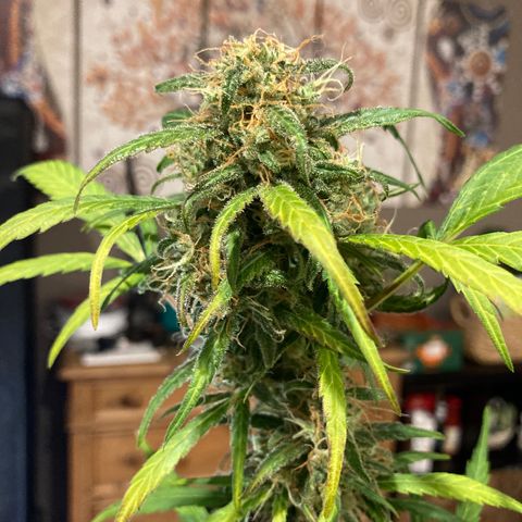 Northern Light growlog photo: Almeno 80/90% tricomi lattiginosi anche nei bud più bassi