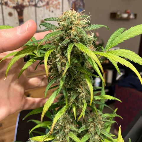 Northern Light growlog photo: Almeno 80/90% tricomi lattiginosi anche nei bud più bassi
