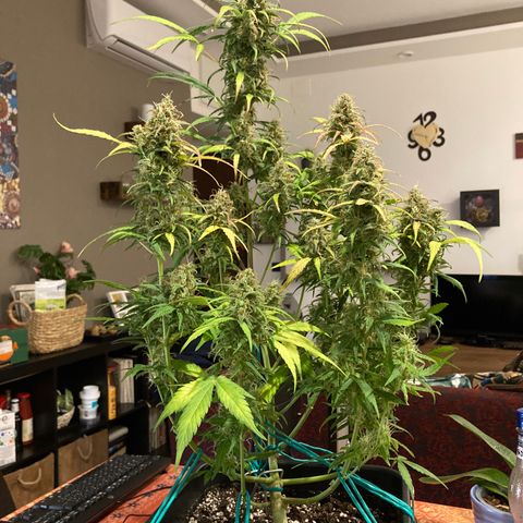 Northern Light growlog photo: Almeno 80/90% tricomi lattiginosi anche nei bud più bassi