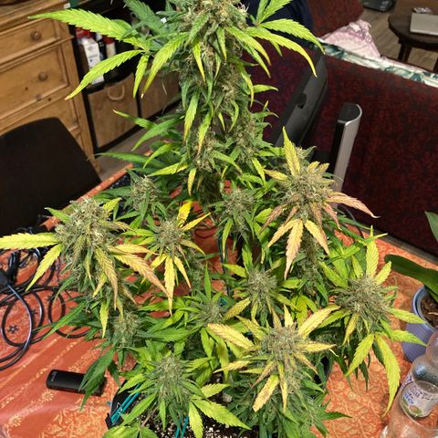 Northern Light growlog photo: Almeno 80/90% tricomi lattiginosi anche nei bud più bassi
