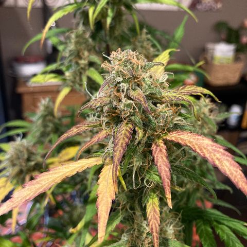 Northern Light growlog photo: Almeno 80/90% tricomi lattiginosi anche nei bud più bassi