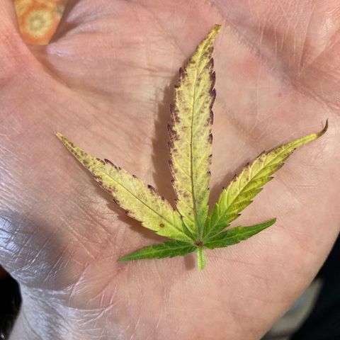 Northern Light growlog timeline photo