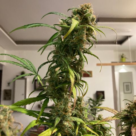 Northern Light growlog timeline photo