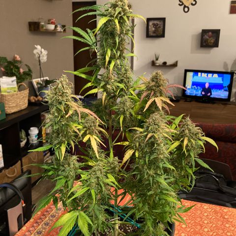Northern Light growlog timeline photo