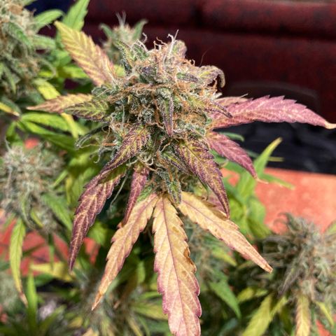 Northern Light growlog timeline photo