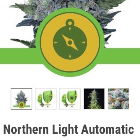 Northern Light growlog timeline photo