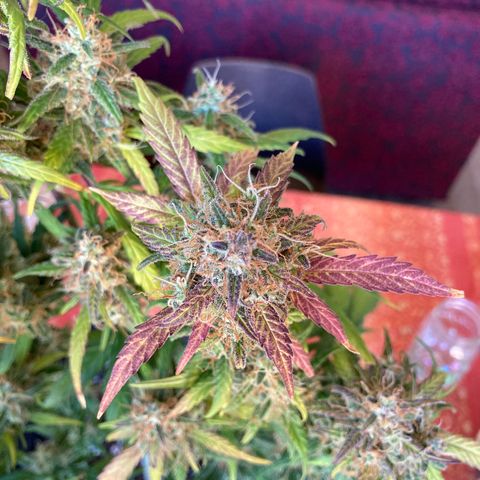 Northern Light growlog timeline photo