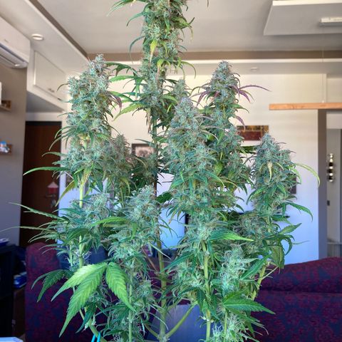 Northern Light growlog timeline photo
