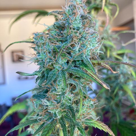 Northern Light growlog timeline photo