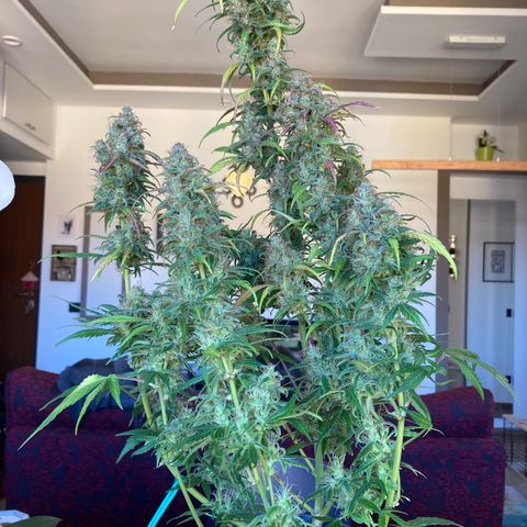Northern Light growlog timeline photo