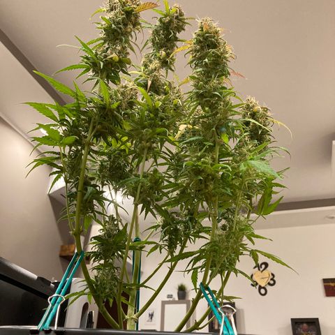 Northern Light growlog timeline photo