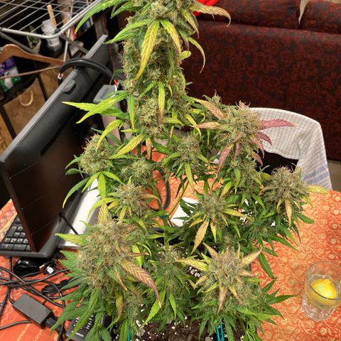 Northern Light growlog timeline photo