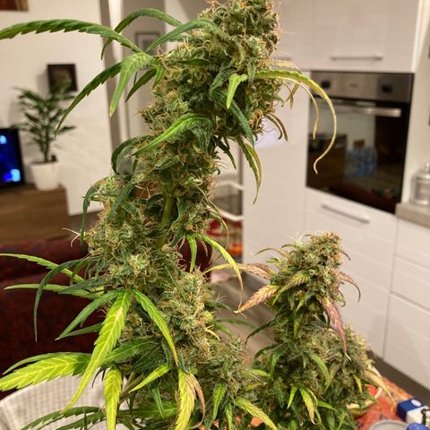 Northern Light growlog timeline photo