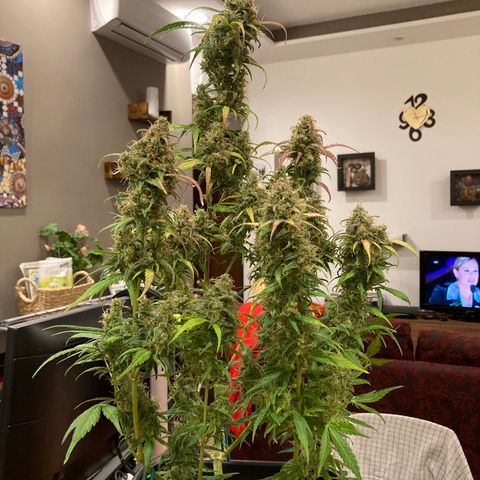 Northern Light growlog timeline photo