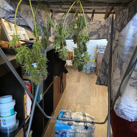 Northern Light growlog timeline photo