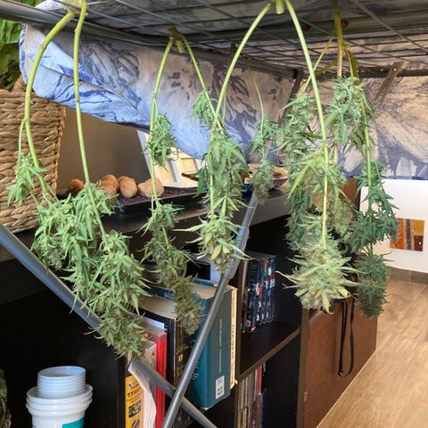 Northern Light growlog timeline photo