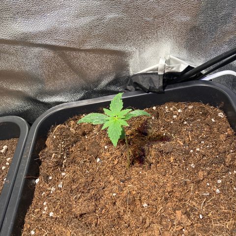 Fat Banana growlog timeline photo