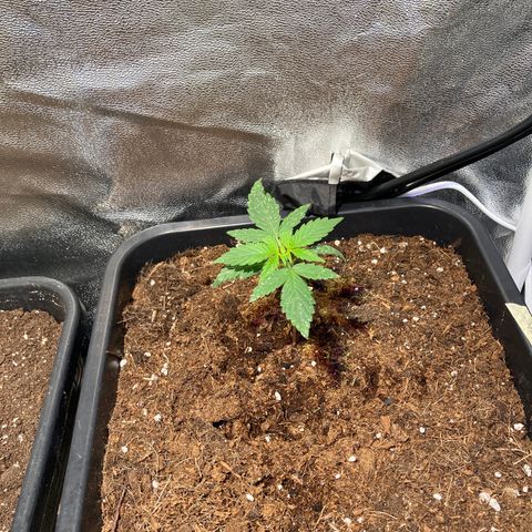 Fat Banana growlog timeline photo