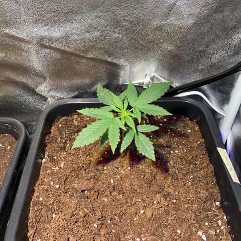 Fat Banana growlog timeline photo