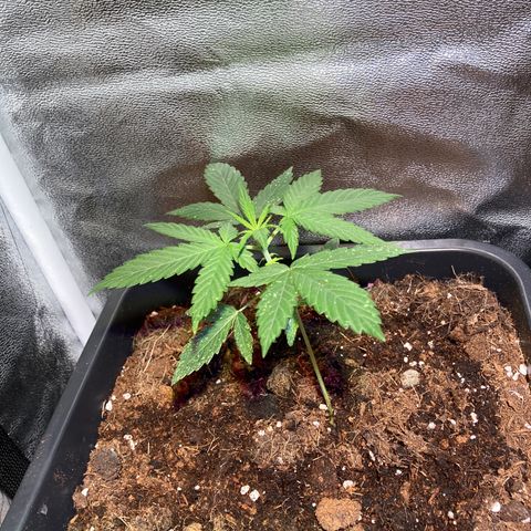 Fat Banana growlog timeline photo