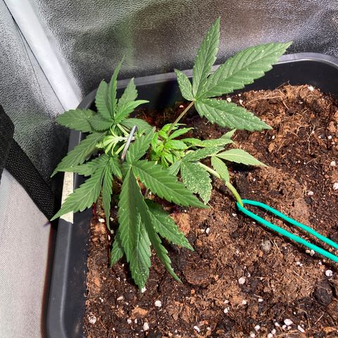 Fat Banana growlog timeline photo