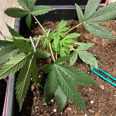 Fat Banana growlog timeline photo
