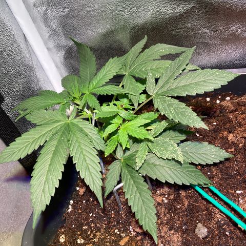 Fat Banana growlog timeline photo