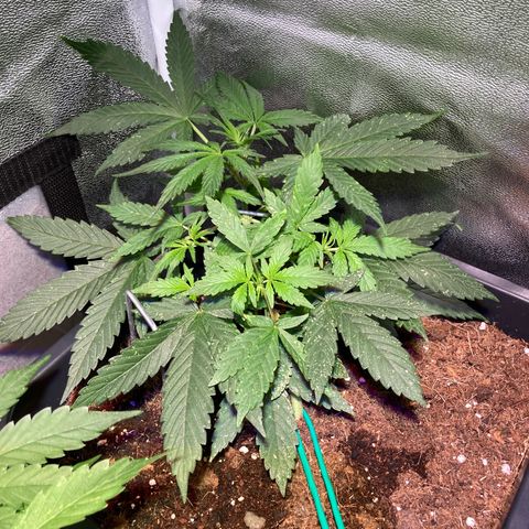 Fat Banana growlog timeline photo