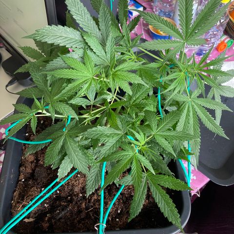 Fat Banana growlog timeline photo