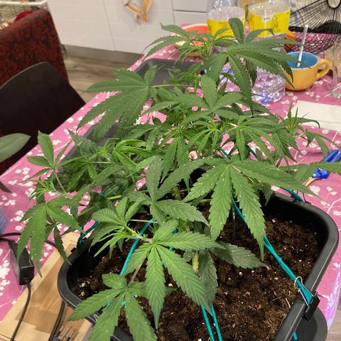 Fat Banana growlog timeline photo