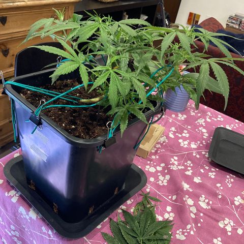 Fat Banana growlog timeline photo