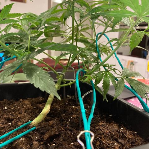 Fat Banana growlog timeline photo