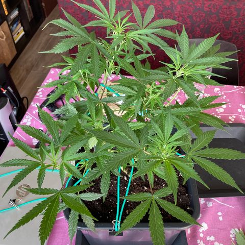 Fat Banana growlog timeline photo