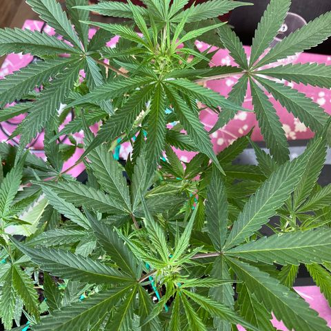 Fat Banana growlog timeline photo