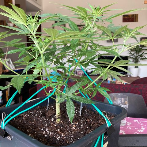 Fat Banana growlog timeline photo