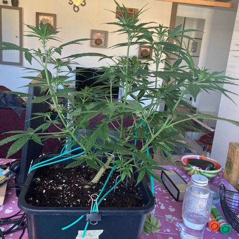 Fat Banana growlog timeline photo